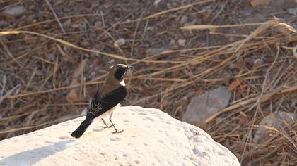 Karakulaklı kuyrukkakan
