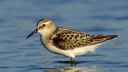 Little Stint