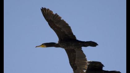 Great Cormorant
