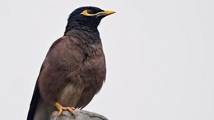 Common Myna