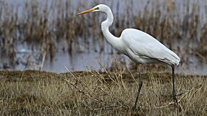 Büyük ak balıkçıl