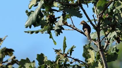 Karabaşlı ötleğen