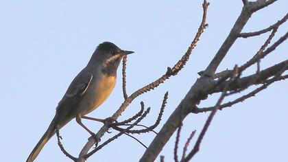 Karaboğazlı ötleğen