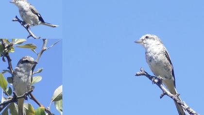 Maskeli örümcekkuşu