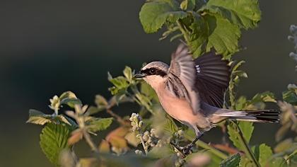 Kızılsırtlı örümcekkuşu