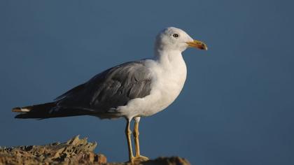 Van gölü martısı