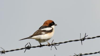Woodchat Shrike