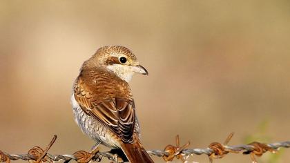 Red-backed Shrike