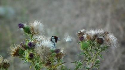 European Goldfinch