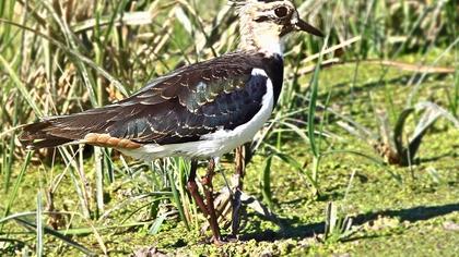 Northern Lapwing
