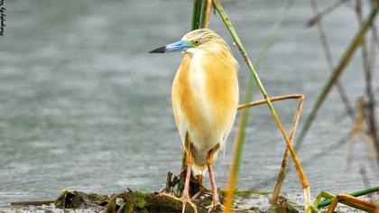Squacco Heron