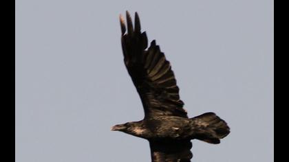 Northern Raven