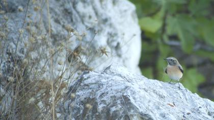Karakulaklı kuyrukkakan