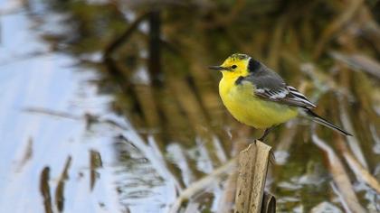 Sarıbaşlı kuyruksallayan