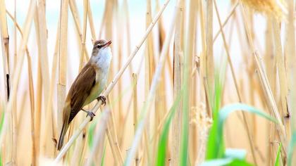 Büyük kamışçın