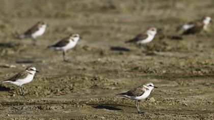 Kentish Plover