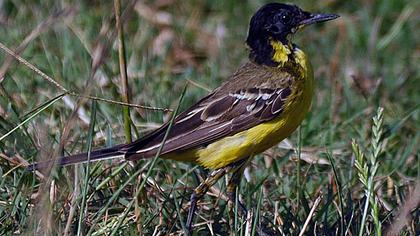 Sarı kuyruksallayan