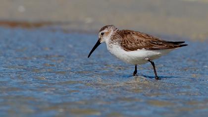 Karakarınlı kumkuşu