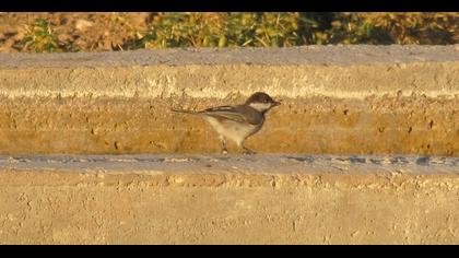 Akyanaklı baştankara