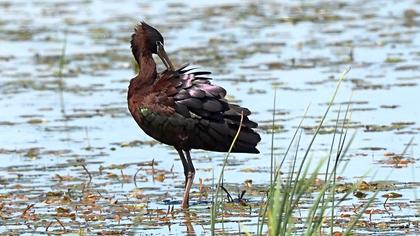 Glossy Ibis