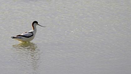 Pied Avocet