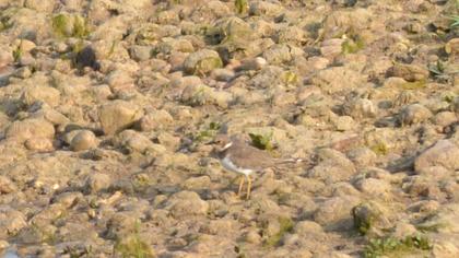 Little Ringed Plover