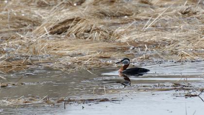 Kızılboyunlu batağan