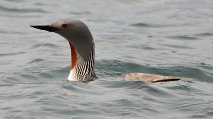 Kızılgerdanlı dalgıç