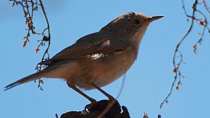 Bıyıklı ötleğen