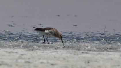 Karakarınlı kumkuşu