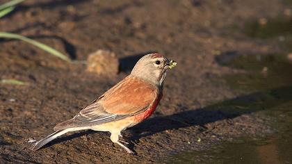 Common Linnet