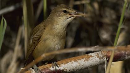 Büyük kamışçın