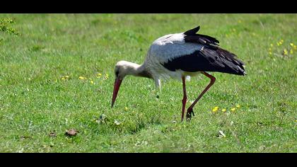 White Stork
