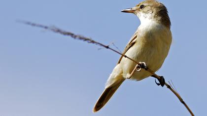 Büyük kamışçın