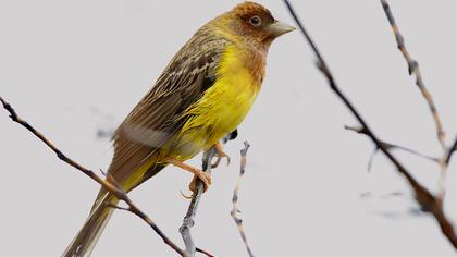 Kızılbaşlı kirazkuşu