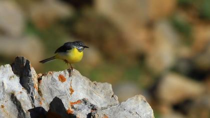 Dağ kuyruksallayanı