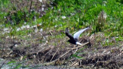 White-winged Tern