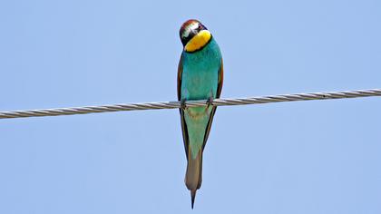 European Bee-eater