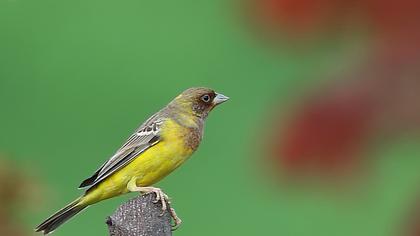 Kızılbaşlı kirazkuşu