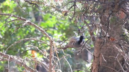 Coal Tit