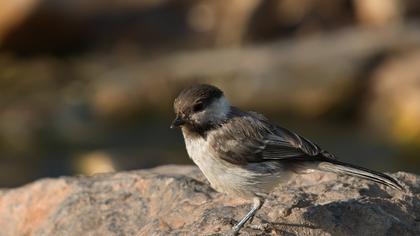 Akyanaklı baştankara