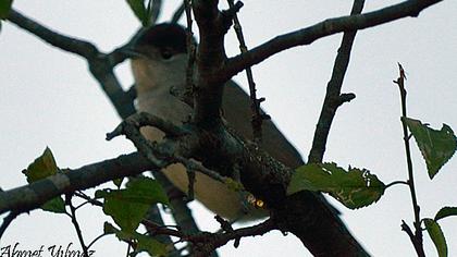Karabaşlı ötleğen