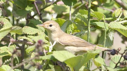 Çalı kamışçını