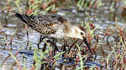 Karakarınlı kumkuşu