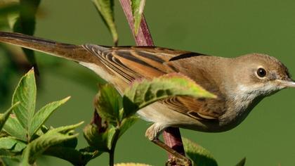 Akgerdanlı ötleğen