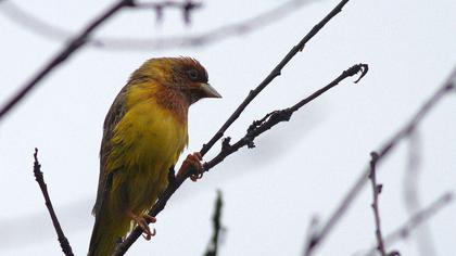 Kızılbaşlı kirazkuşu