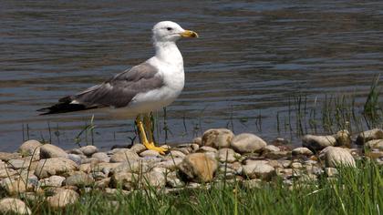 Van gölü martısı