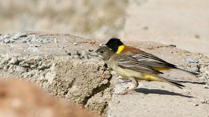 Karabaşlı kirazkuşu