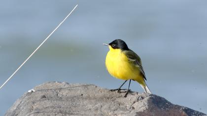 Sarı kuyruksallayan