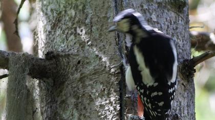 Great Spotted Woodpecker